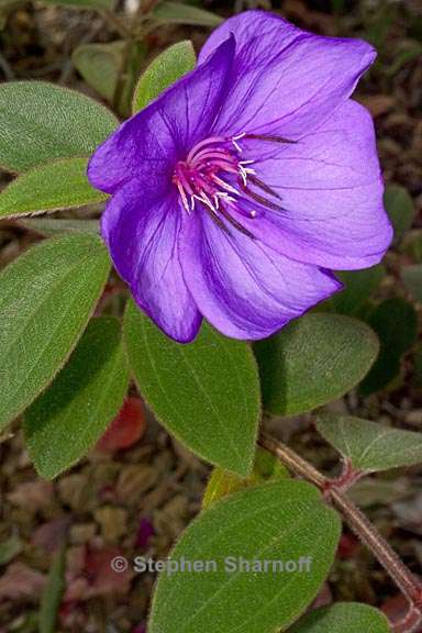 tibouchina cardinalis 2 graphic